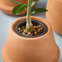 Load image into Gallery viewer, Terracotta Grow Kits: Bonsai
