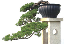 Load image into Gallery viewer, Penjing: The Chinese Art of Bonsai: 10.25 x 9.75 x 0.70 / Hardcover / 156