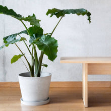 Load image into Gallery viewer, Tapered Signature Planter Pot Black