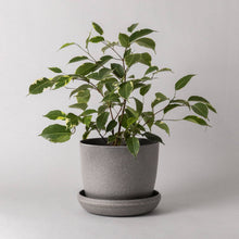 Load image into Gallery viewer, 7" Wheat Husk Planter