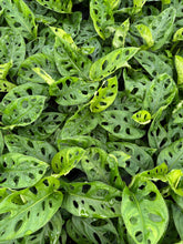 Load image into Gallery viewer, MONSTERA Adansonii - Wide Live Plant 4in