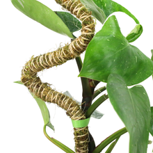 Load image into Gallery viewer, Reusable Plant Tape Pull Up & Support Indoor & Outdoor Plant: 30 Feet
