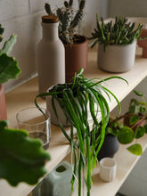 Load image into Gallery viewer, BOTANY porcelain Plant Pot SMALL: Dark Terracotta