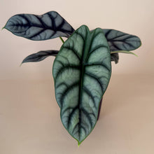 Load image into Gallery viewer, ALOCASIA Silver Dragon Live Plant 4in