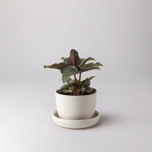 Load image into Gallery viewer, Bamboo Fibre Mini Planter Pot (White)