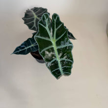 Load image into Gallery viewer, ALOCASIA Polly Live Plant 4in