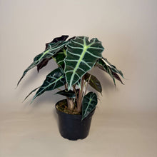 Load image into Gallery viewer, ALOCASIA Polly Live Plant 6in