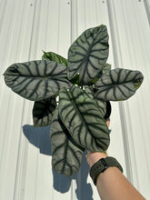 Load image into Gallery viewer, ALOCASIA Silver Dragon Live Plant 4in