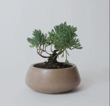 Load image into Gallery viewer, Small Bonsai Bowl