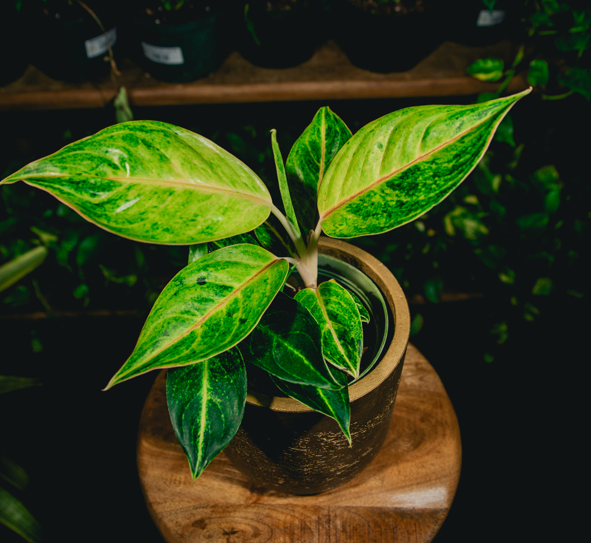 4" Aglaonema Green Papaya Ind to Low/Moist Soil Coles Plants