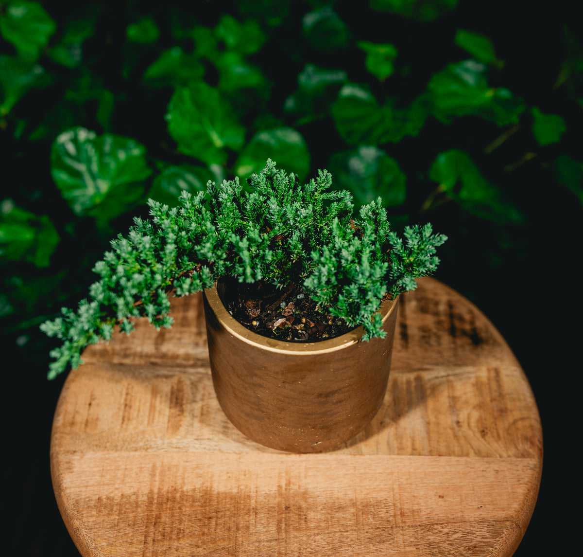 4" Bonsai Juniper BInd/Moist & Mist Bottom Water Coles Plants