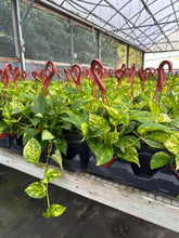 Load image into Gallery viewer, POTHOS Hawaiian HB Live Plant 6in