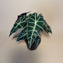 Load image into Gallery viewer, ALOCASIA Polly Live Plant 6in