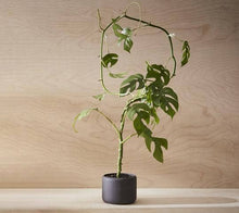 Load image into Gallery viewer, BOTANY porcelain Plant Pot SMALL: Graphite Black