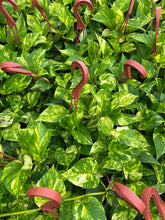 Load image into Gallery viewer, POTHOS Hawaiian HB Live Plant 6in
