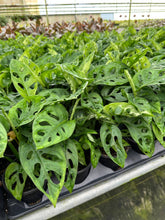 Load image into Gallery viewer, MONSTERA Adansonii - Wide Live Plant 4in