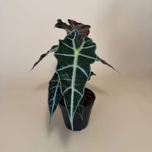 Load image into Gallery viewer, ALOCASIA Polly Live Plant 4in