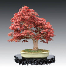 Load image into Gallery viewer, Penjing: The Chinese Art of Bonsai: 10.25 x 9.75 x 0.70 / Hardcover / 156