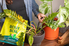 Load image into Gallery viewer, 2qt Plant Food