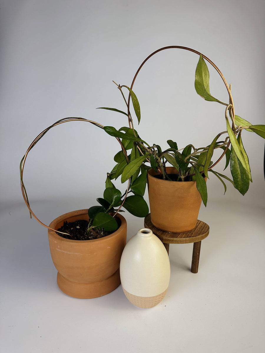 Copper Trellis Coles Plants