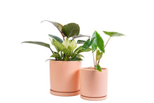 Load image into Gallery viewer, 12.5" Cylinder Pots w/ Water Saucers: