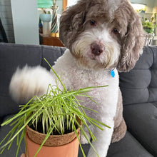 Load image into Gallery viewer, Tiny Terracotta Pet Grow Kits: Good Dog Greens