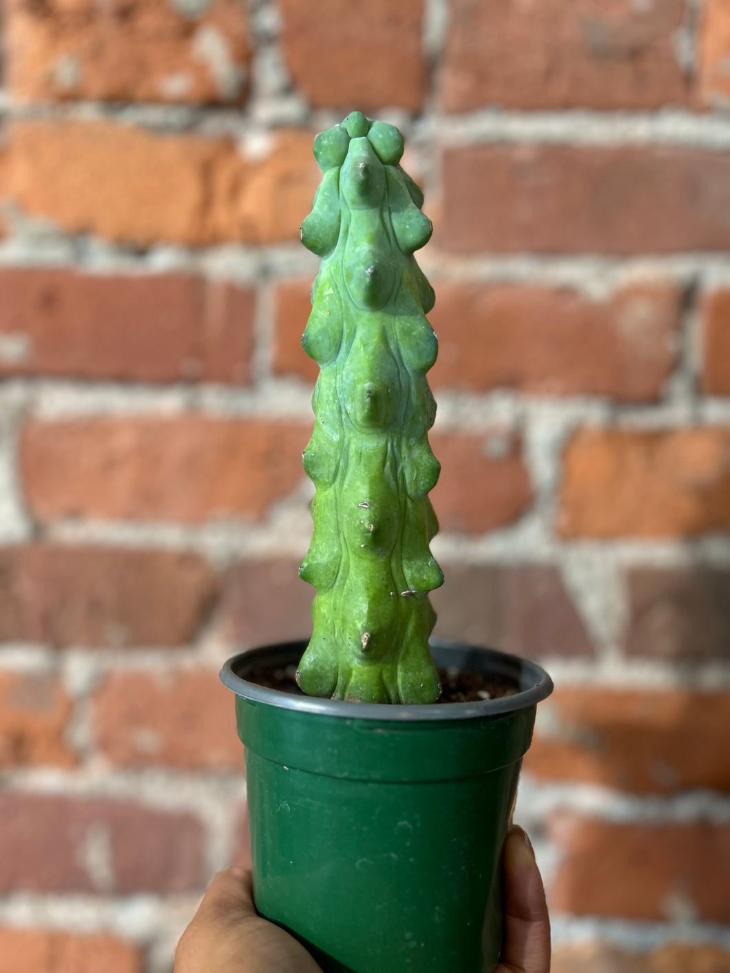 4” Boobie Cactus