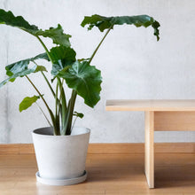 Load image into Gallery viewer, Tapered Signature Planter Pot Black
