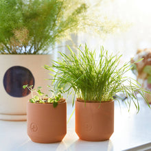 Load image into Gallery viewer, Tiny Terracotta Pet Grow Kits: Good Dog Greens
