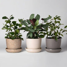 Load image into Gallery viewer, 5&quot; Upcycled Mini Planters: Wheat Husk
