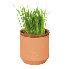 Load image into Gallery viewer, Tiny Terracotta Pet Grow Kits: Good Dog Greens

