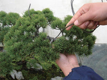 Load image into Gallery viewer, Penjing: The Chinese Art of Bonsai: 10.25 x 9.75 x 0.70 / Hardcover / 156
