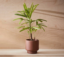 Load image into Gallery viewer, BOTANY porcelain plant pot MEDIUM: Concrete Grey
