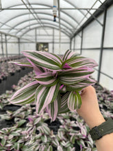 Load image into Gallery viewer, TRADESCANTIA Nanouk Live Plant 4in

