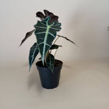 Load image into Gallery viewer, ALOCASIA Polly Live Plant 4in
