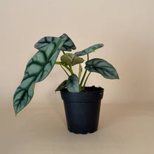Load image into Gallery viewer, ALOCASIA Silver Dragon Live Plant 4in
