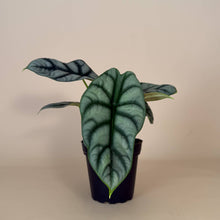 Load image into Gallery viewer, ALOCASIA Silver Dragon Live Plant 4in
