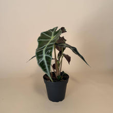 Load image into Gallery viewer, ALOCASIA Polly Live Plant 4in
