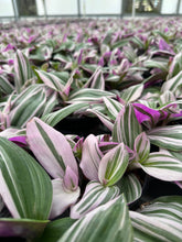Load image into Gallery viewer, TRADESCANTIA Nanouk Live Plant 4in
