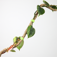 Load image into Gallery viewer, Reusable Plant Tape Pull Up &amp; Support Indoor &amp; Outdoor Plant: 30 Feet
