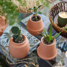Load image into Gallery viewer, Terracotta Grow Kits: Bonsai
