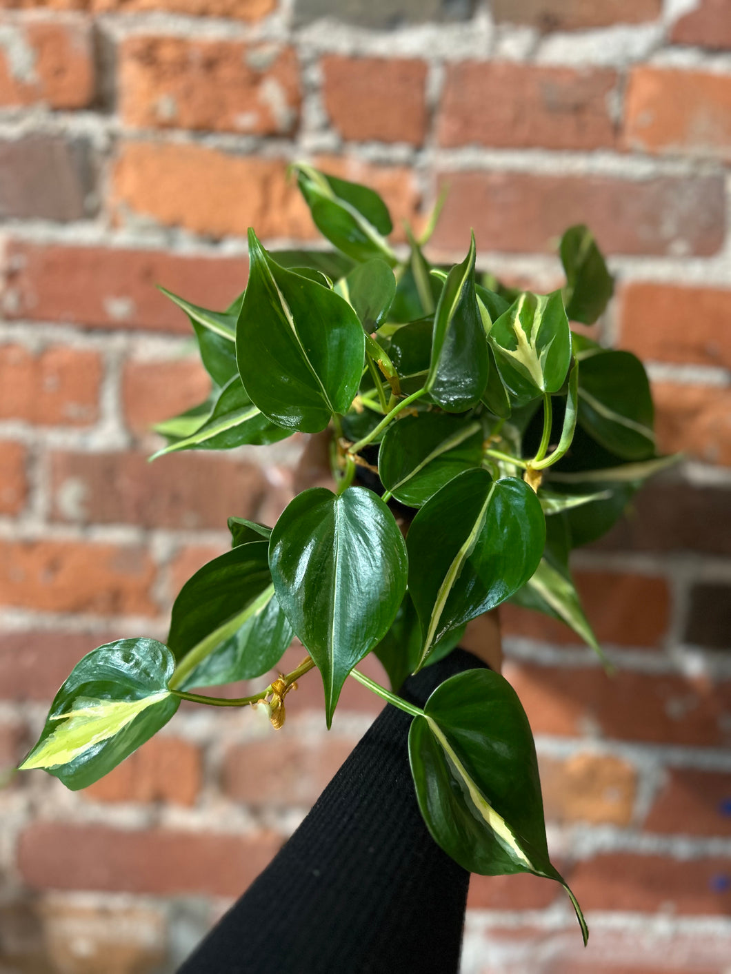 4” Philodendron Cream Splash Ind/Dry