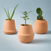 Load image into Gallery viewer, Terracotta Grow Kits: Cactus
