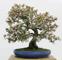 Load image into Gallery viewer, Penjing: The Chinese Art of Bonsai: 10.25 x 9.75 x 0.70 / Hardcover / 156
