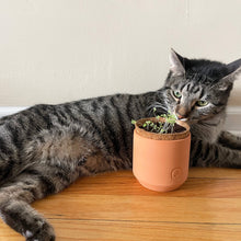 Load image into Gallery viewer, Tiny Terracotta Pet Grow Kits: Good Dog Greens
