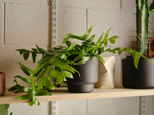 Load image into Gallery viewer, BOTANY porcelain Plant Pot SMALL: Graphite Black
