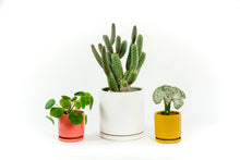 Load image into Gallery viewer, 6.5&quot; Gemstone Cylinder Pots with Water Saucers: White
