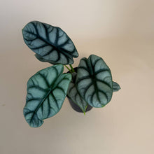 Load image into Gallery viewer, ALOCASIA Silver Dragon Live Plant 4in
