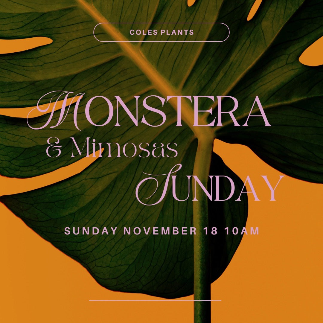 Monstera & Mimosas Sunday November 19 10 a.m. Coles Plants