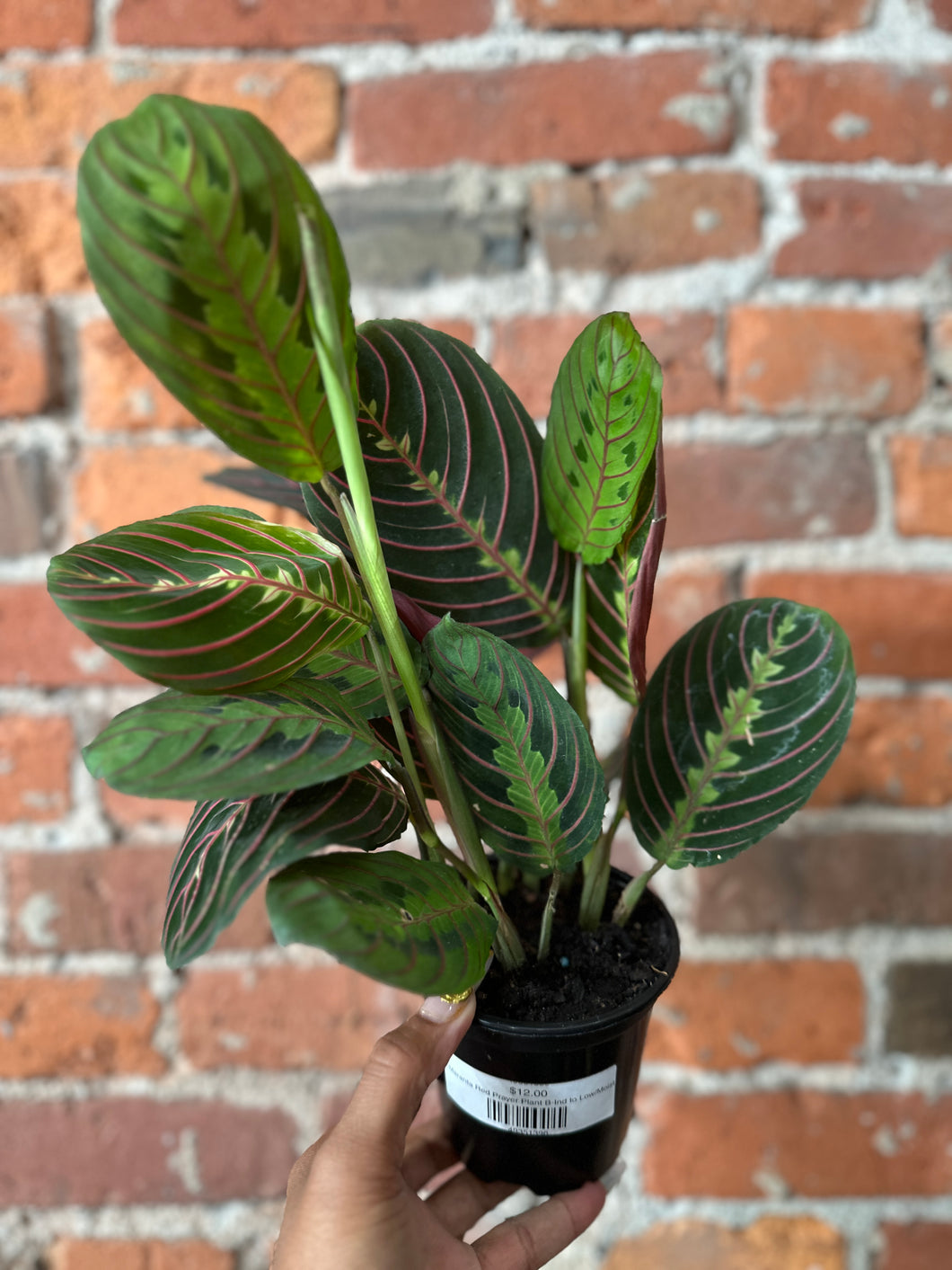 Maranta Red Prayer Plant B-Ind to Low/Moist